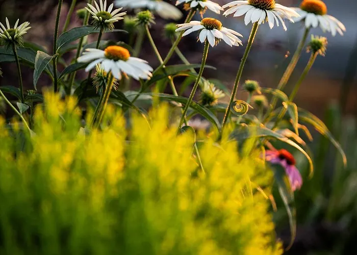 别墅 4 Roses Pool 里托楚伦