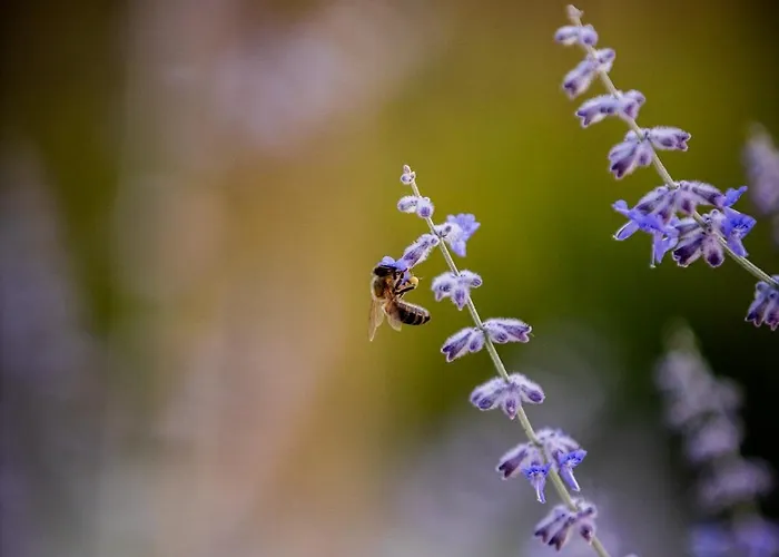 4 Roses Pool * 里托楚伦