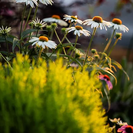 Vila 4 Roses Pool Litochoro