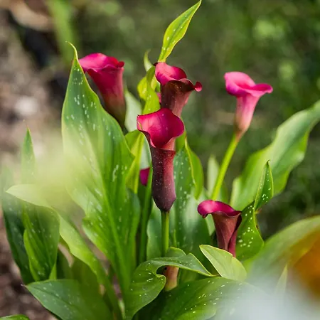 4 Roses Pool * Litochoro