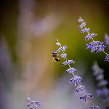 4 Roses Pool * Litochoro