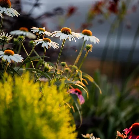 Villa 4 Roses Pool *