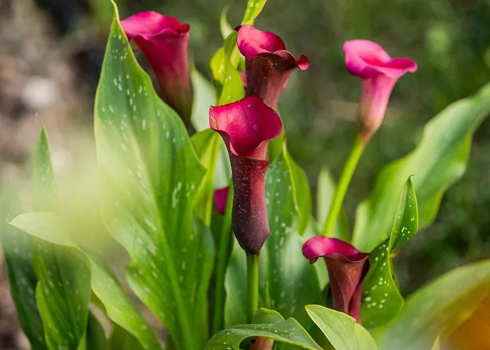 4 Roses Pool * Litóchoron