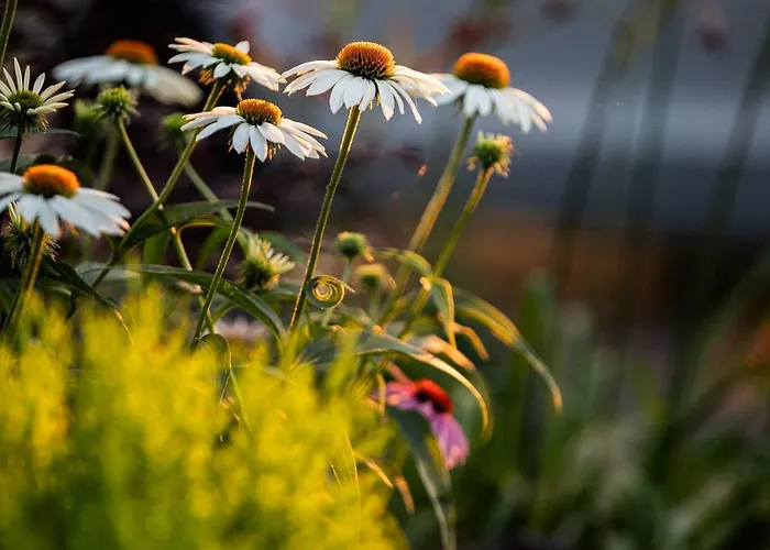 Villa 4 Roses Pool *